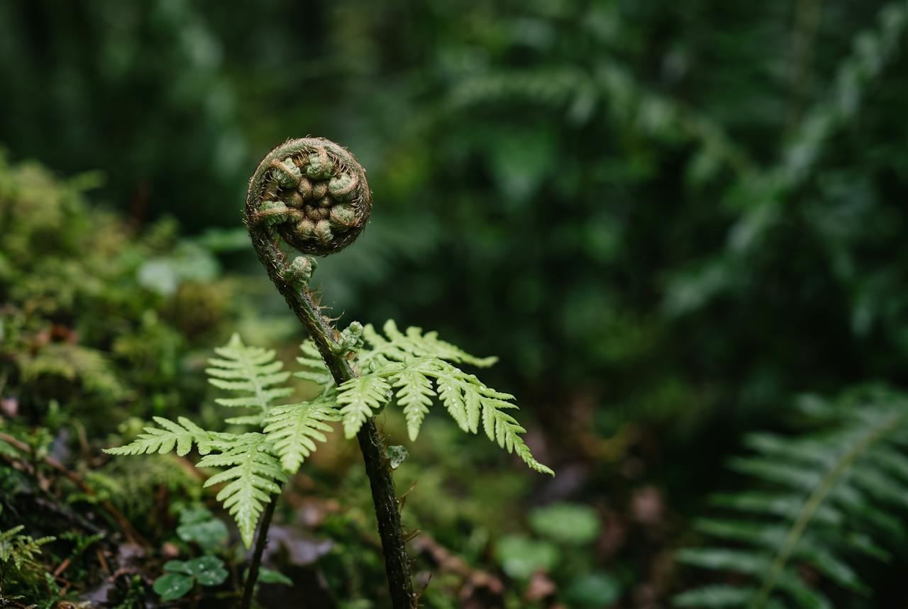 A curled fiddlehead fern and young fronds against soft green forest.